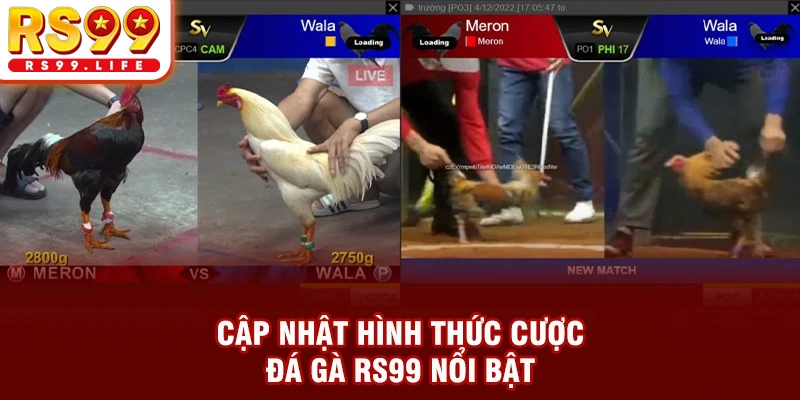 Cập nhật hình thức cược đá gà RS99 nổi bật